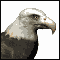 Eagle's Avatar